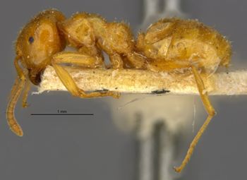 Media type: image;   Entomology 34757 Aspect: habitus lateral